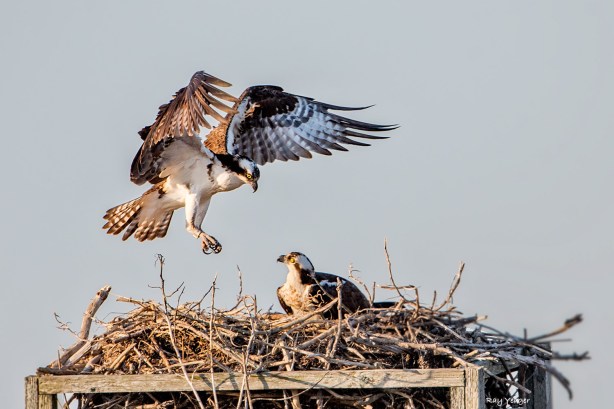 101 1-DSC_7849a1cmALD1500