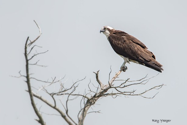 103 9-DSC_5230a1m960