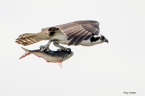 103 -DSC_9530a1cmA960