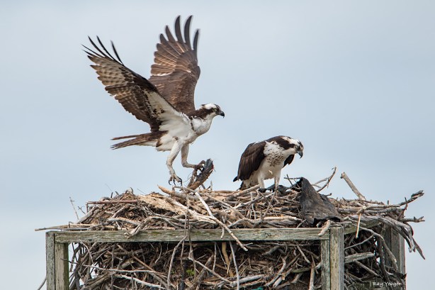 104 13-DSC_0080a1mAD1500