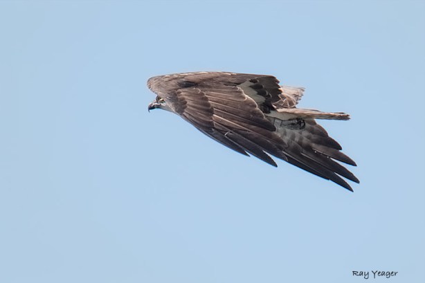 105 104 3-DSC_8171a1cmAD960