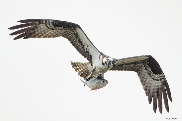 107-DSC_9520a1mAD1500