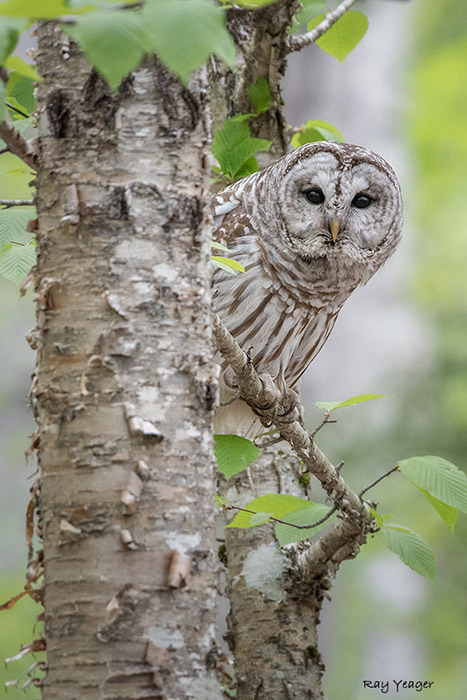 201 1N-DSC_0636a1c1mAx900