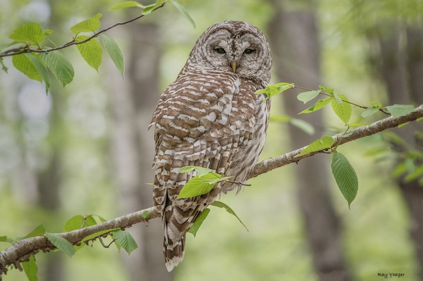 203 5z-DSC_0602a1mAL1500