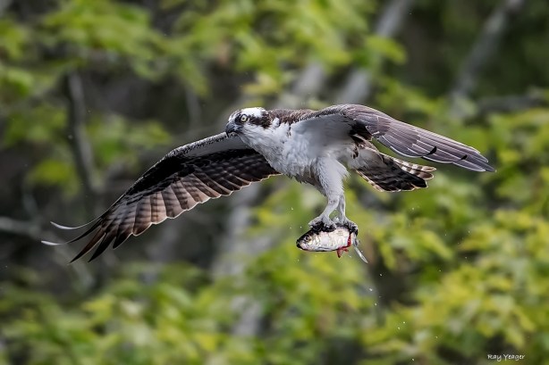 1 1-DSC_1471a1mALDND1500