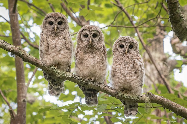 101 1-DSC_3113a1cm3AL3N1500