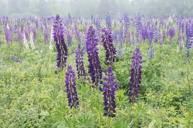 101 1zZ3-DSC_2700a1mAD1500