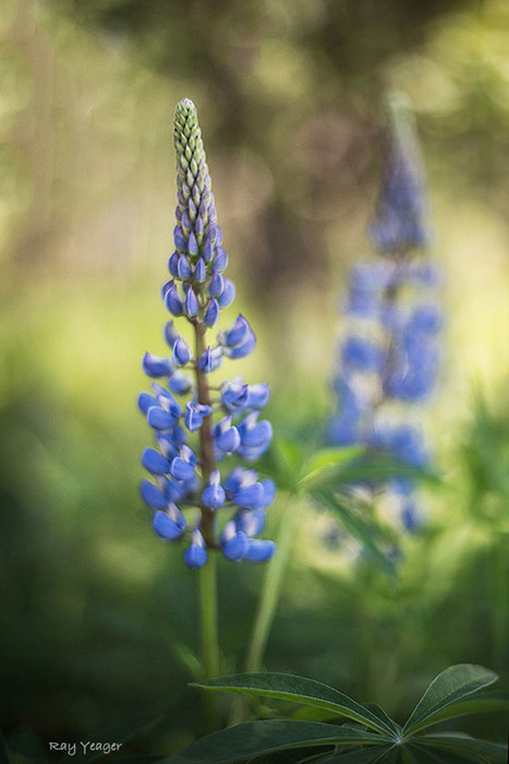 106 1zZZ-DSC_2659-a1mALxA900