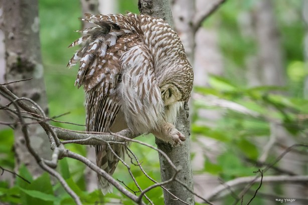 106 5-DSC_2900a1c1mLN1500