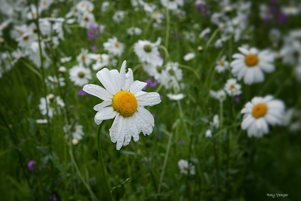 110-DSC_3218a1mc1500