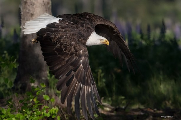 3x 1z-DSC_2052a1mALD1500