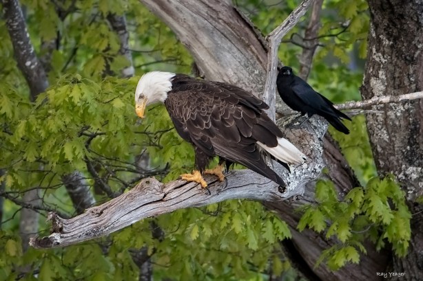 5z-DSC_1315a1mDN1500