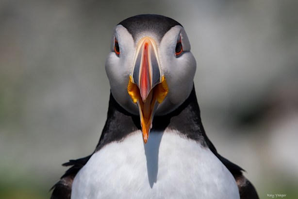 102 11z-DSC_3957a1cLDx1500