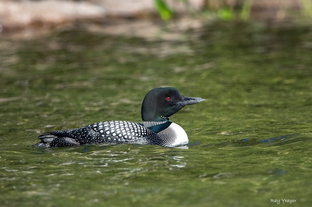 103 3z-DSC_4721a1cmX1100