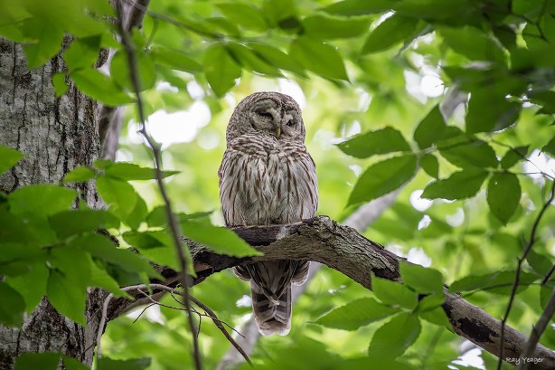 103 7-DSC_0804a1cmLD1500