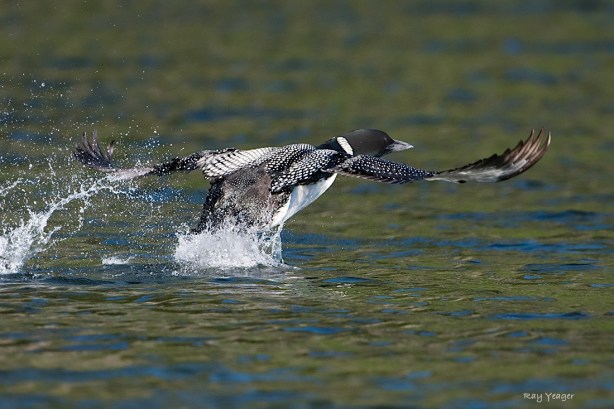 104 7-DSC_4728a1cMD1100