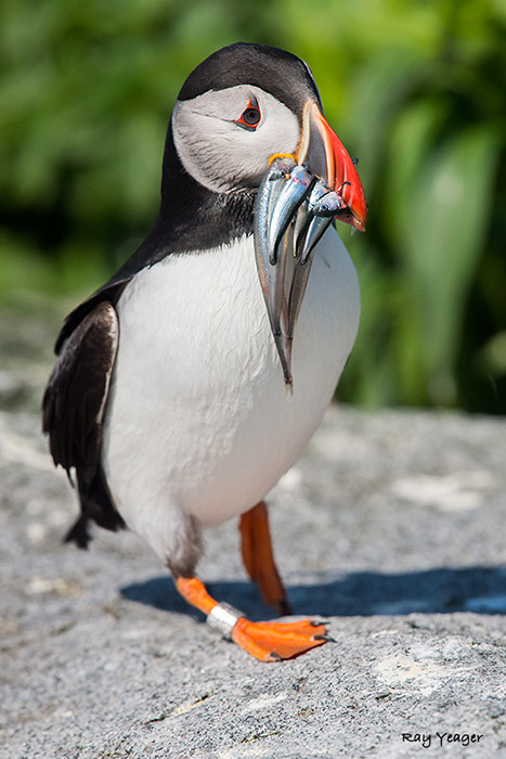 104-DSC_0368a1mL3900