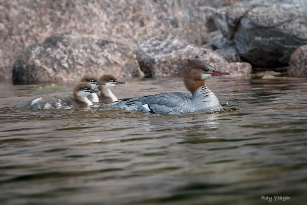 106 3-DSC_4525a1cmDN960