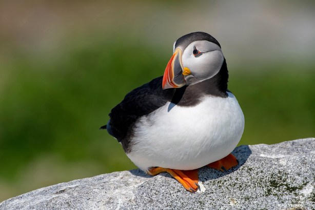 109 13z-DSC_3642a1cLDx1500