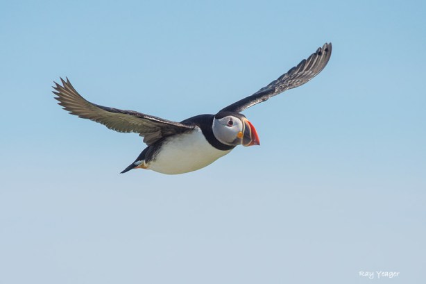 110 15-DSC_0414a1cL960