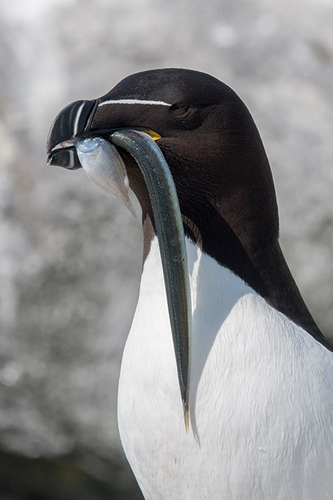 112 21-DSC_3729a1700