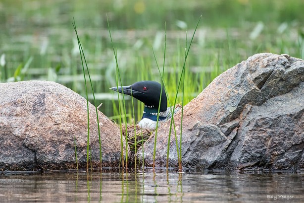 501 1-DSC_4476a1cmLD1100