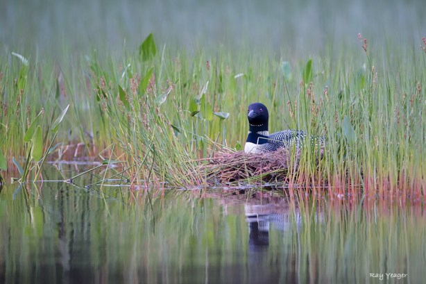 503 1-DSC_5306a3cDx1100