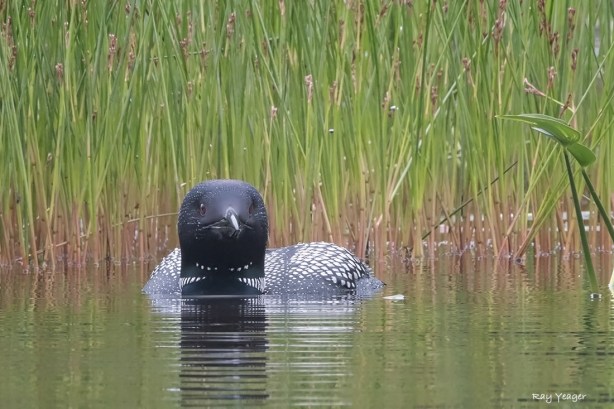 504 13-DSC_6483a1cDc3N1100