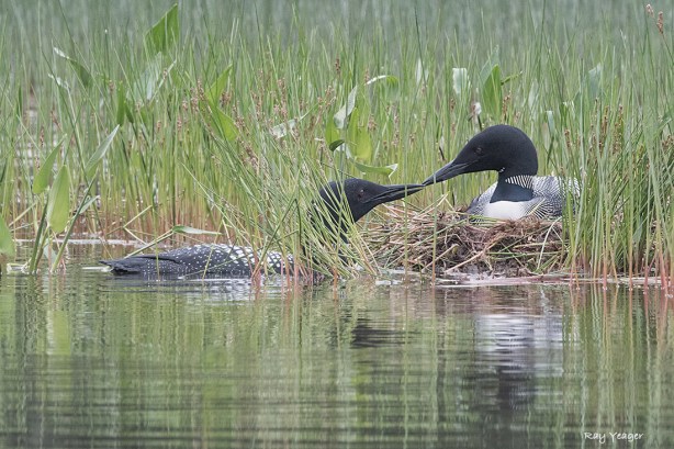 505 3z-DSC_6512a1cmAL1100