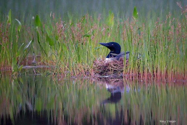 509 1z-DSC_5630a1cm31100