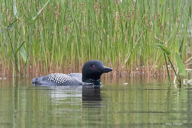 511 17z-DSC_6486a5cD1100