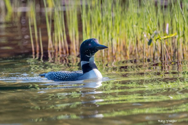 512 11-DSC_4572a1mL960