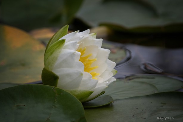 1 13-DSC_6338a1mN1100