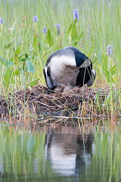 104-1i-DSC_9357a1mc3700