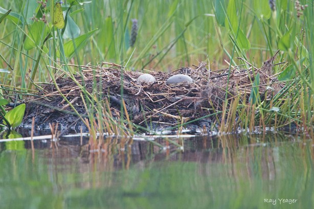 105 1z-DSC_6344a1c960