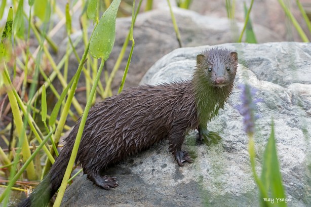 108 9-DSC_8788a1m1100