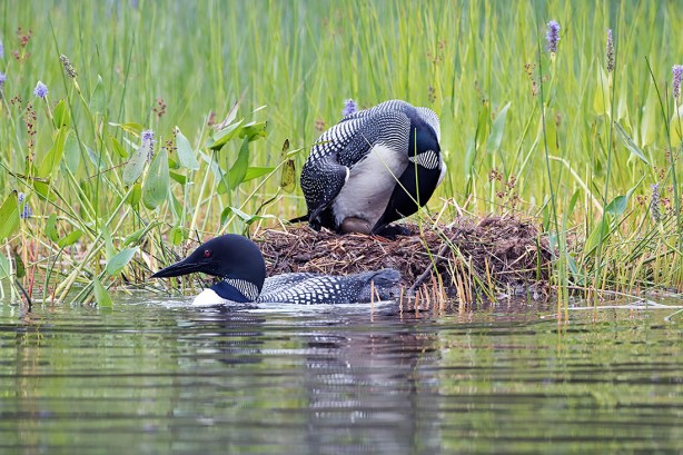 109 1i-DSC_0670a1mD1100