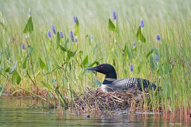 112 7-DSC_8437a1m1500