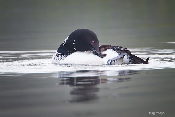 114 9-DSC_6361a1cmLDN1100