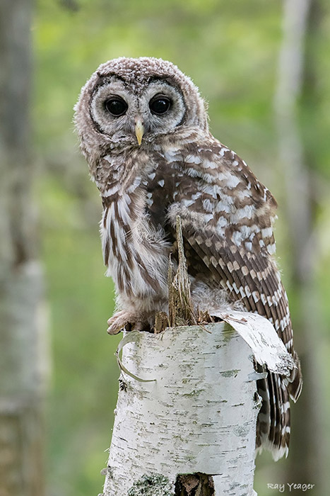 201-1zZ-DSC_5413a1cLDx700