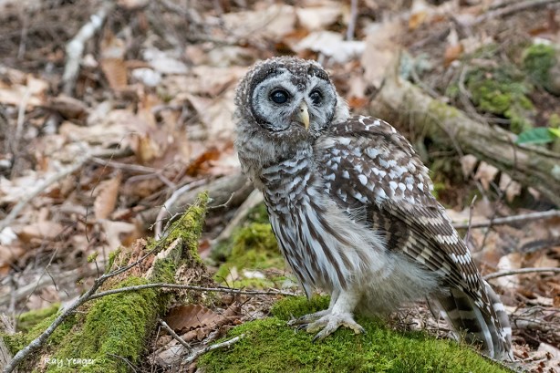 205 3-DSC_5923a1mD1100