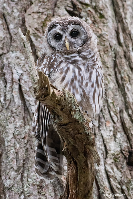 207-5-DSC_5881a1mLD700