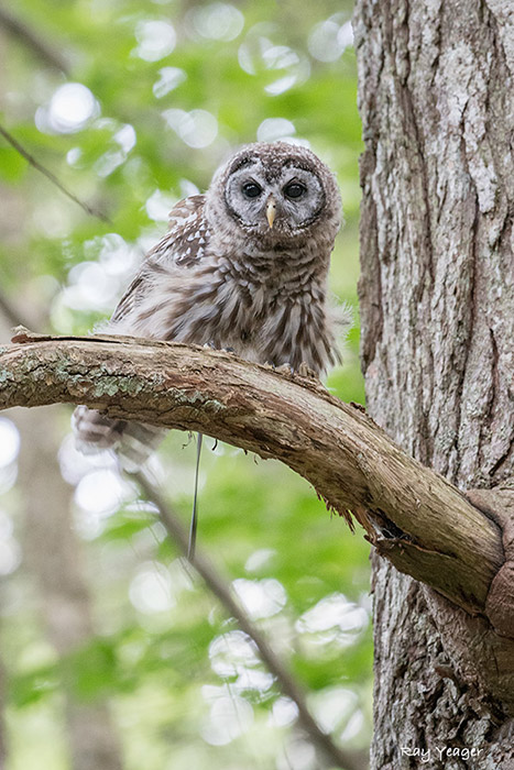 209-17z-DSC_5893a1m700