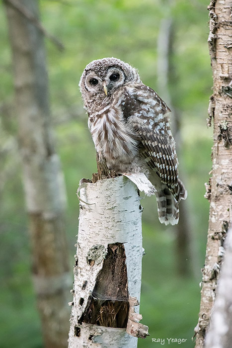 210-13-DSC_5501a1cDx700