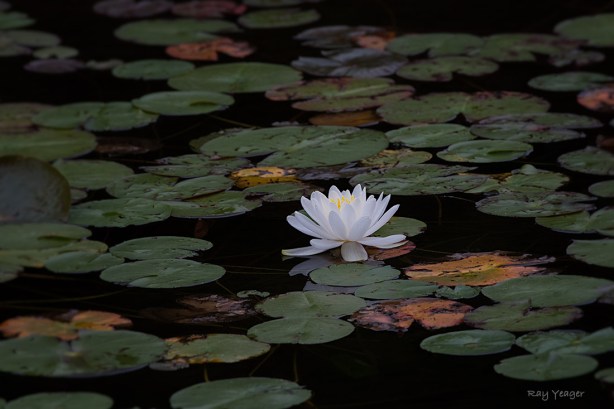 5 7-DSC_6287a1cm1100