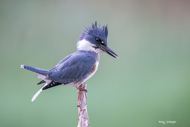 1006--DSC_5724a1cmD1100