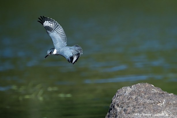 1007-DSC_7804a1cmD31100