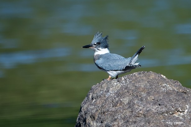 1010-DSC_7809a1cmLD1100