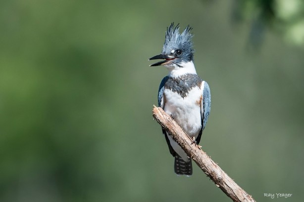 1011-DSC_7818a1cmLD1100