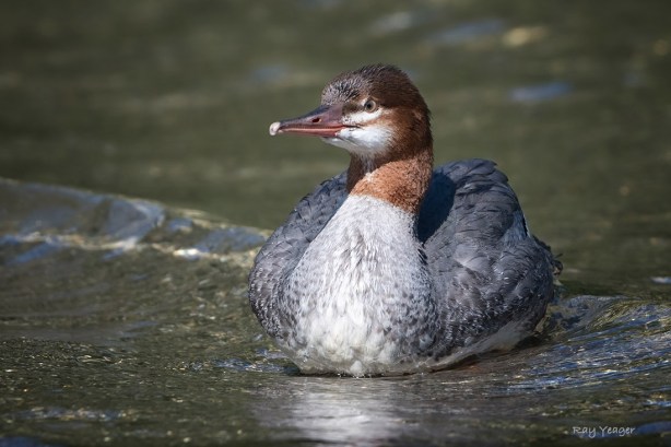 502 9-DSC_0880a1cDN1100